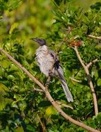 leatherhead, Friarbird sitting on branch