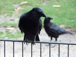 crow sits on the fence close-up