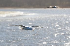 Beautiful seagulls flying over the Baltic Sea in light