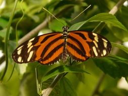 tiger butterfly on a green plant