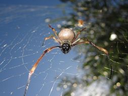 beige spider on a web in New Caledonia