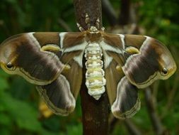 Giant beautiful moth