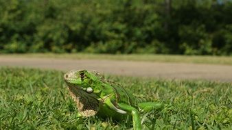 Chameleon on the grass