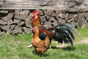 Cock and chicken live on the farm