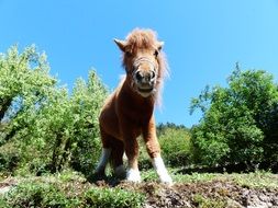 sweet shetland pony