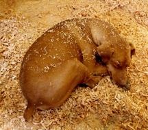 brown dog is resting in sawdust