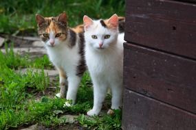 Animal Cat Couple