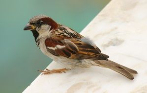 closeup photo of cute and beautiful Bird Sparrow