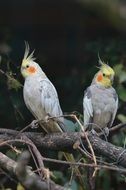 two perched nymph parakeets