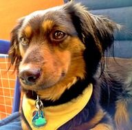 domestic dog with keychain