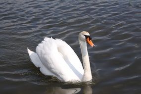 fascinating Swan Bird