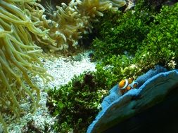 exotic Coral Reef in Aquarium