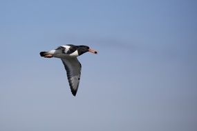 oyster catcher flies in the sky