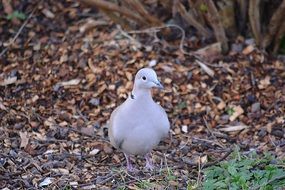 white dove among dry leaves