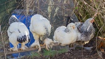 purebred chickens are sitting on a stick