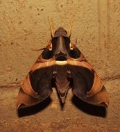 moth on the wall