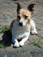 homeless jack russell terrier