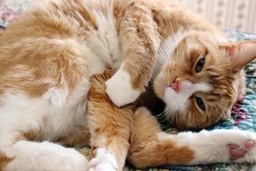 ginger domestic Cat Relaxed