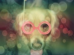 dog in red glasses funny pattern