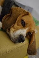 Picture of Dog is lying