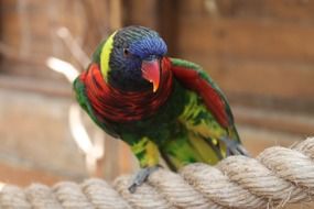 colorful african parrot