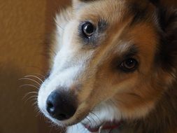 cute Dog Look
