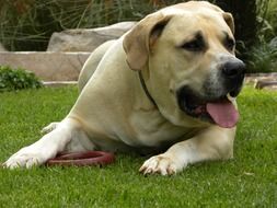 large white dog