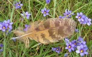 Owl Feather