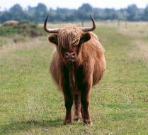 Scottish Hochlandrind in nature
