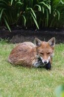 Garden Fox England
