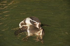 Penguin swimming in the water in the pond