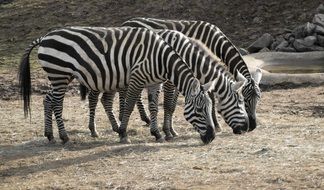 zebra herd at the zoo