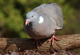 gray dove on a branch on a sunny day