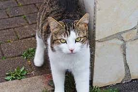 domestic cat near the wall