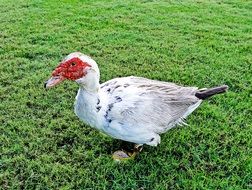 beautiful and cute Duck Ave Animal