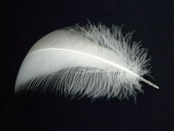 white feather of a bird on a dark background