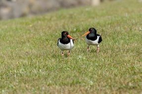 two birds on a background of grass