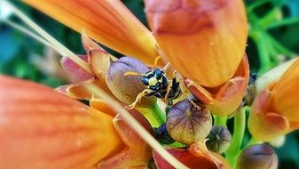 Wasp macro foto