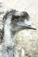 the head of the ostrich in the zoological garden