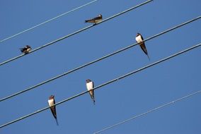 swallows sit on wires