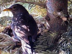 thrush in the nest