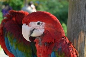 colorful macaw parrot in the zoo