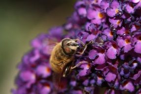 Macro photo of honey bee on a bloom