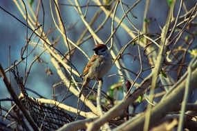 Bird The Sparrow Branches Nature