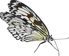 Colorful Butterfly Insect drawing on white background