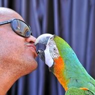 parrot ara kisses man