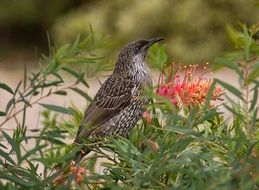 charming Little Wattle-Bird