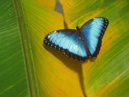 charming blue Butterfly