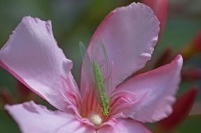 Oleander pink Flower Blossom
