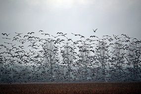 Wild Geese flock